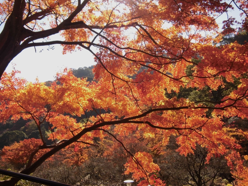 f:id:dancingbrave1986:20121206112113j:image