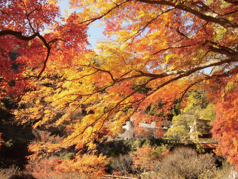 f:id:dancingbrave1986:20121206112123j:image