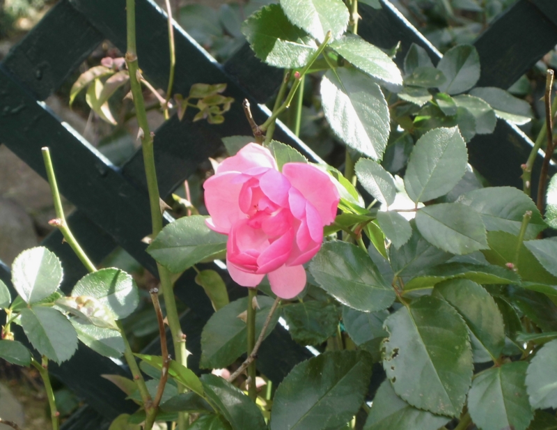 f:id:dancingbrave1986:20121210133306j:image