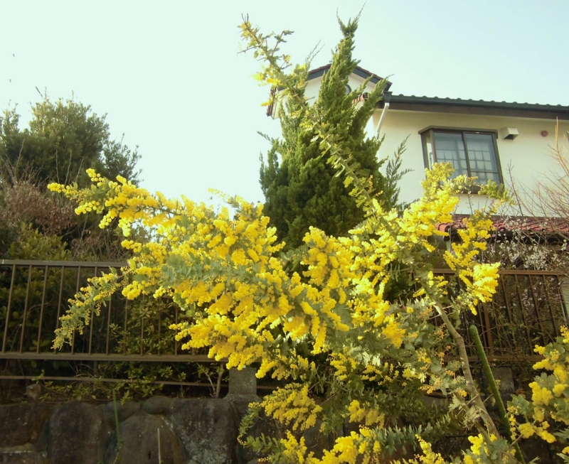 f:id:dancingbrave1986:20130309163005j:image