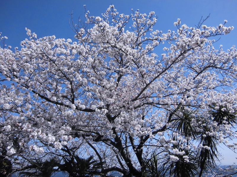 f:id:dancingbrave1986:20130321131152j:image