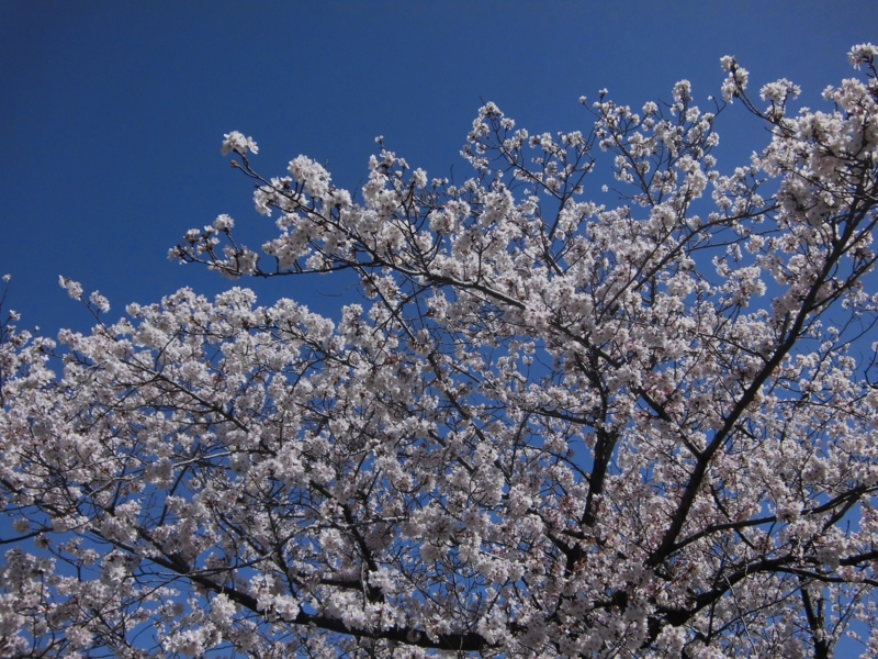 f:id:dancingbrave1986:20130321131304j:image