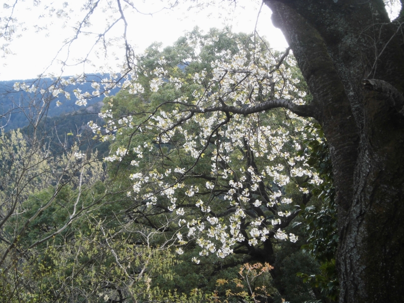 f:id:dancingbrave1986:20130322165622j:image