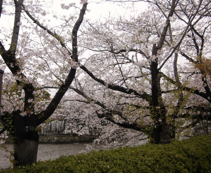 f:id:dancingbrave1986:20130327140301j:image f:id:dancingbrave1986:20130327140301j:image