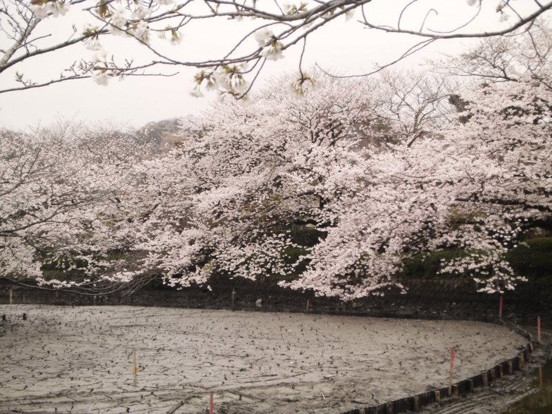 f:id:dancingbrave1986:20130327140517j:image f:id:dancingbrave1986:20130327140517j:image