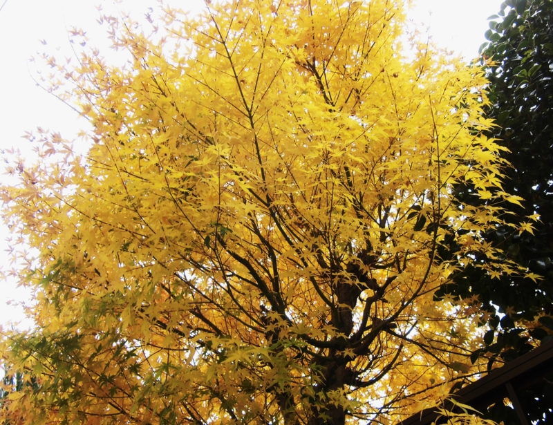 f:id:dancingbrave1986:20131125104504j:image
