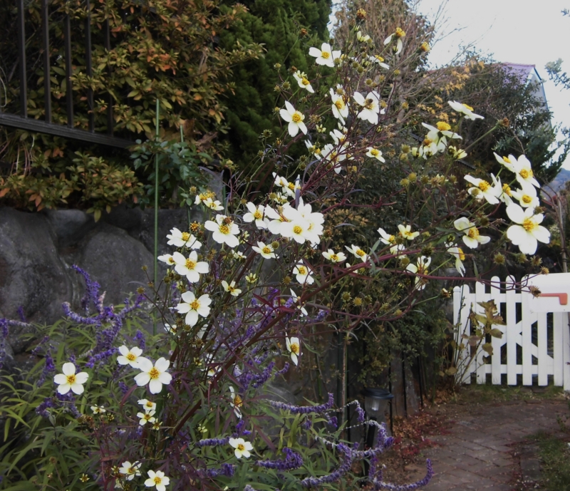 f:id:dancingbrave1986:20131207143119j:image