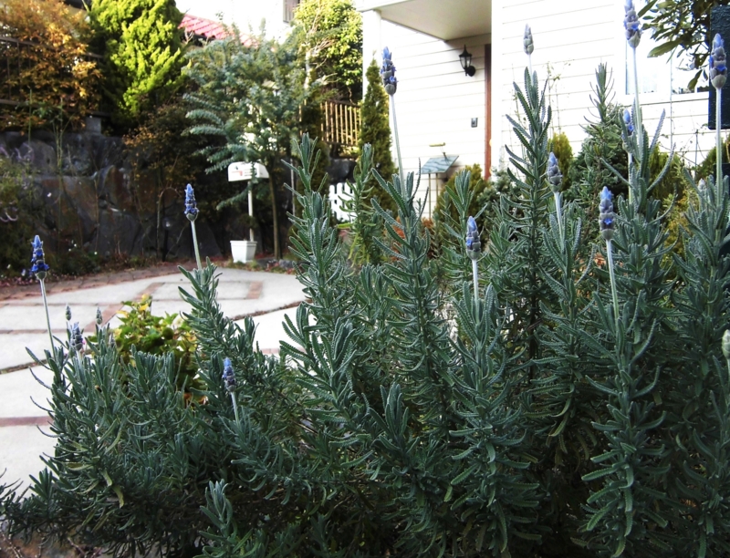 f:id:dancingbrave1986:20131223150230j:image