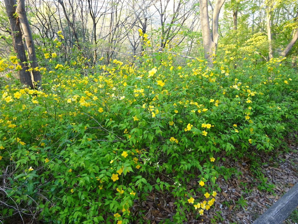 f:id:dancingbrave1986:20140209020520j:plain f:id:dancingbrave1986:20140209020520j:plain