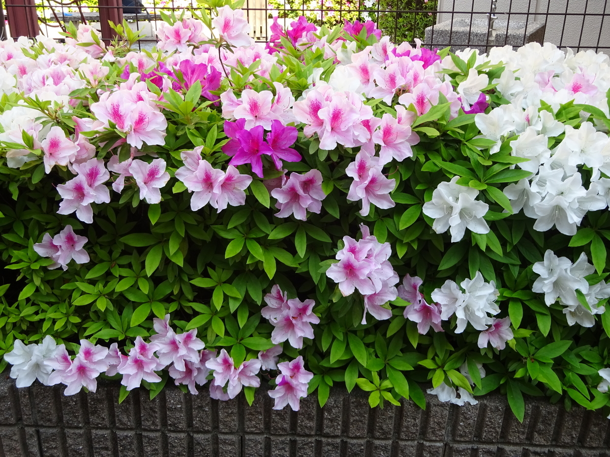 f:id:dancingbrave1986:20140306004910j:plain