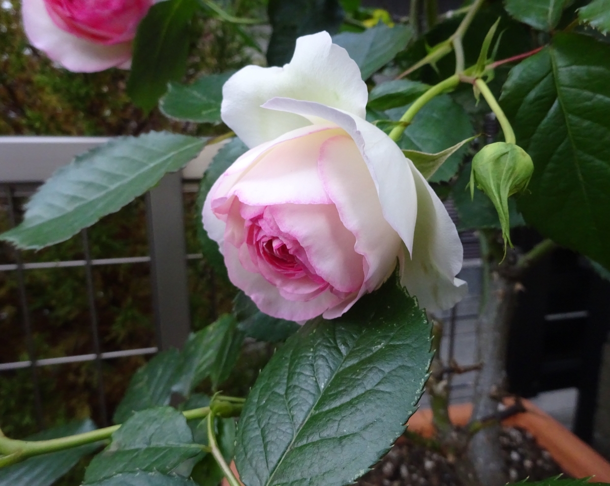 f:id:dancingbrave1986:20140320020509j:plain f:id:dancingbrave1986:20140320020509j:plain