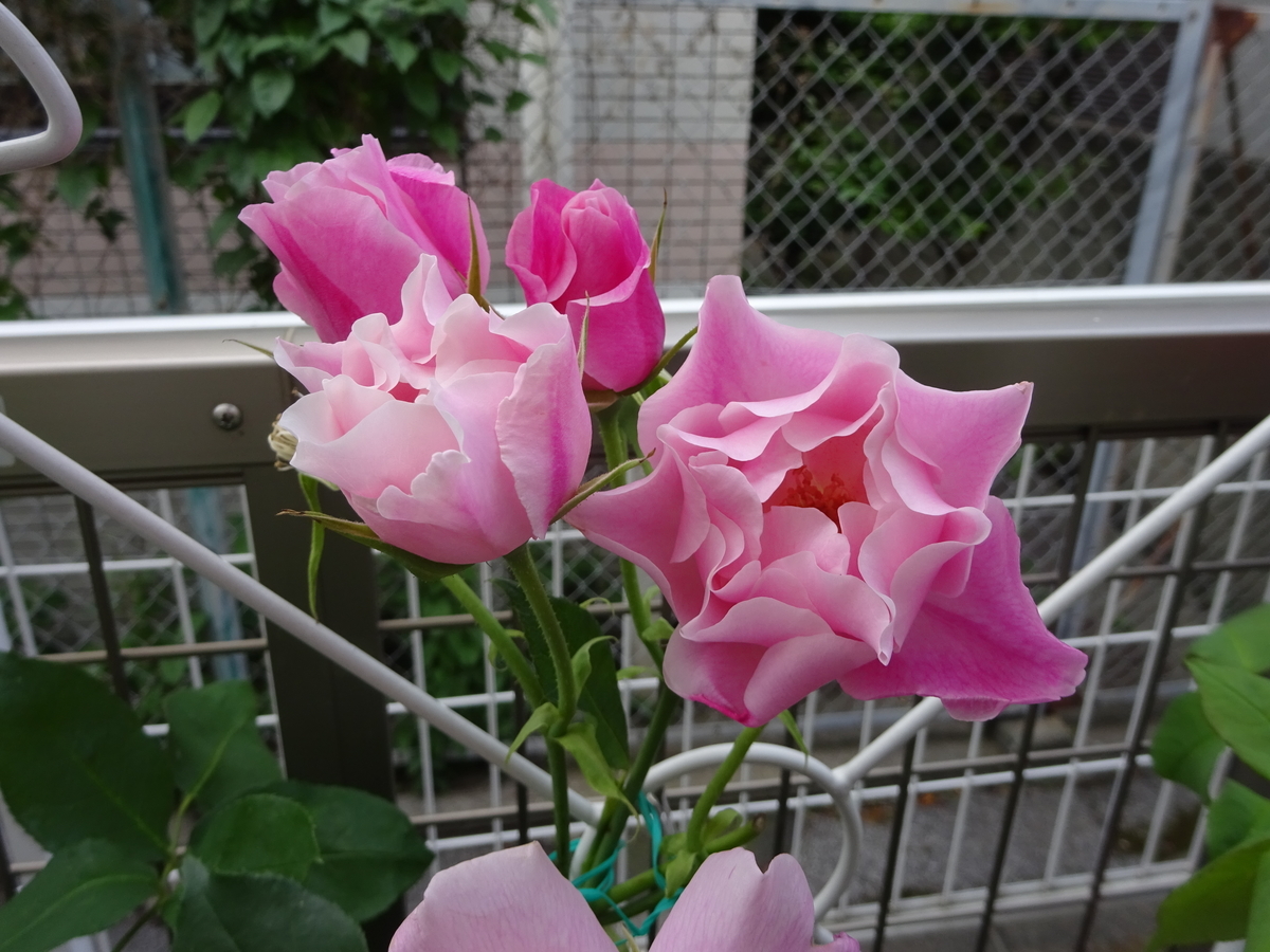 f:id:dancingbrave1986:20140321013625j:plain