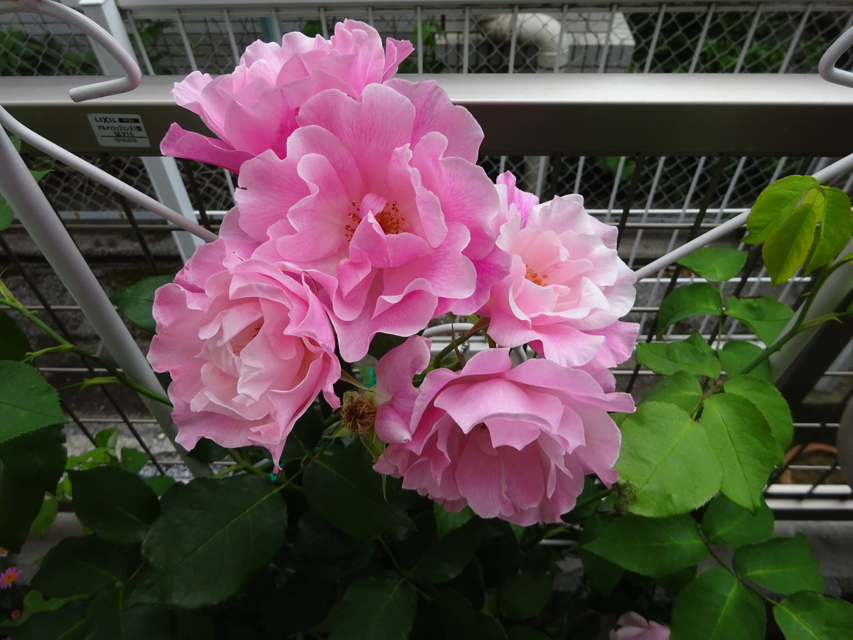 f:id:dancingbrave1986:20140322185528j:plain