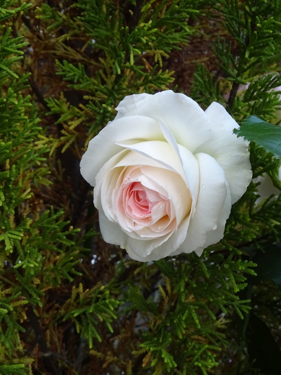 f:id:dancingbrave1986:20140324021054j:plain f:id:dancingbrave1986:20140324021054j:plain