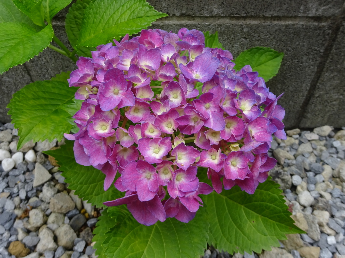 f:id:dancingbrave1986:20140406013151j:plain f:id:dancingbrave1986:20140406013151j:plain