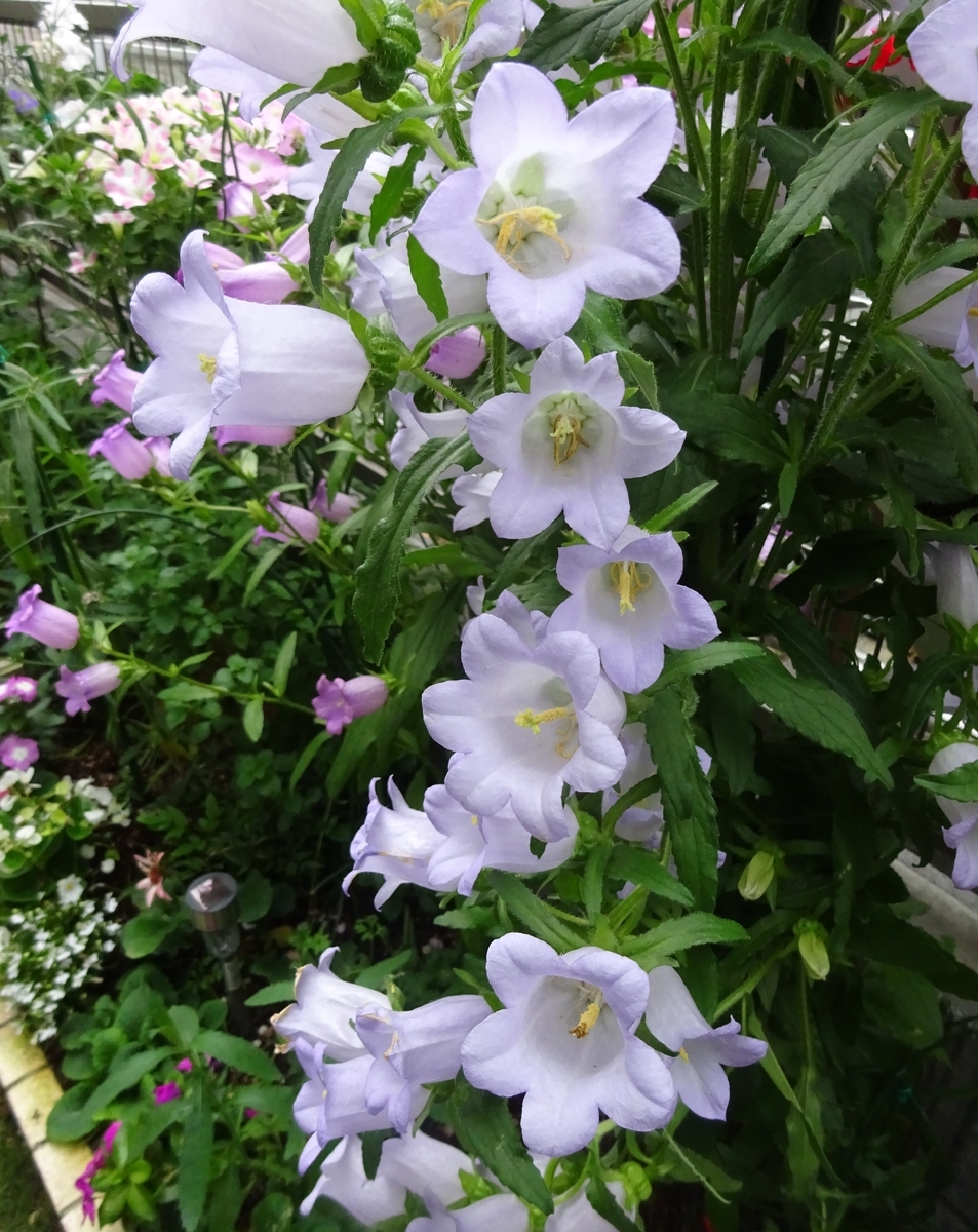 f:id:dancingbrave1986:20140407012139j:plain