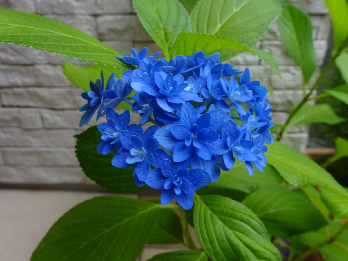 f:id:dancingbrave1986:20140407012846j:plain