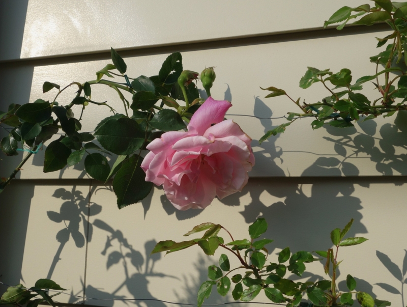 f:id:dancingbrave1986:20140502163533j:image