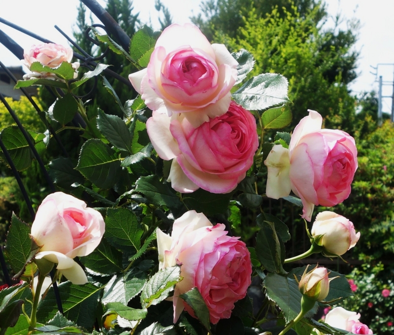 f:id:dancingbrave1986:20140524132220j:image f:id:dancingbrave1986:20140524132220j:image