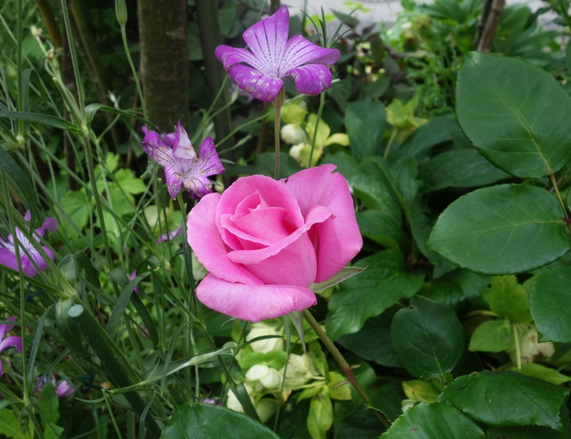 f:id:dancingbrave1986:20140525114101j:image f:id:dancingbrave1986:20140525114101j:image