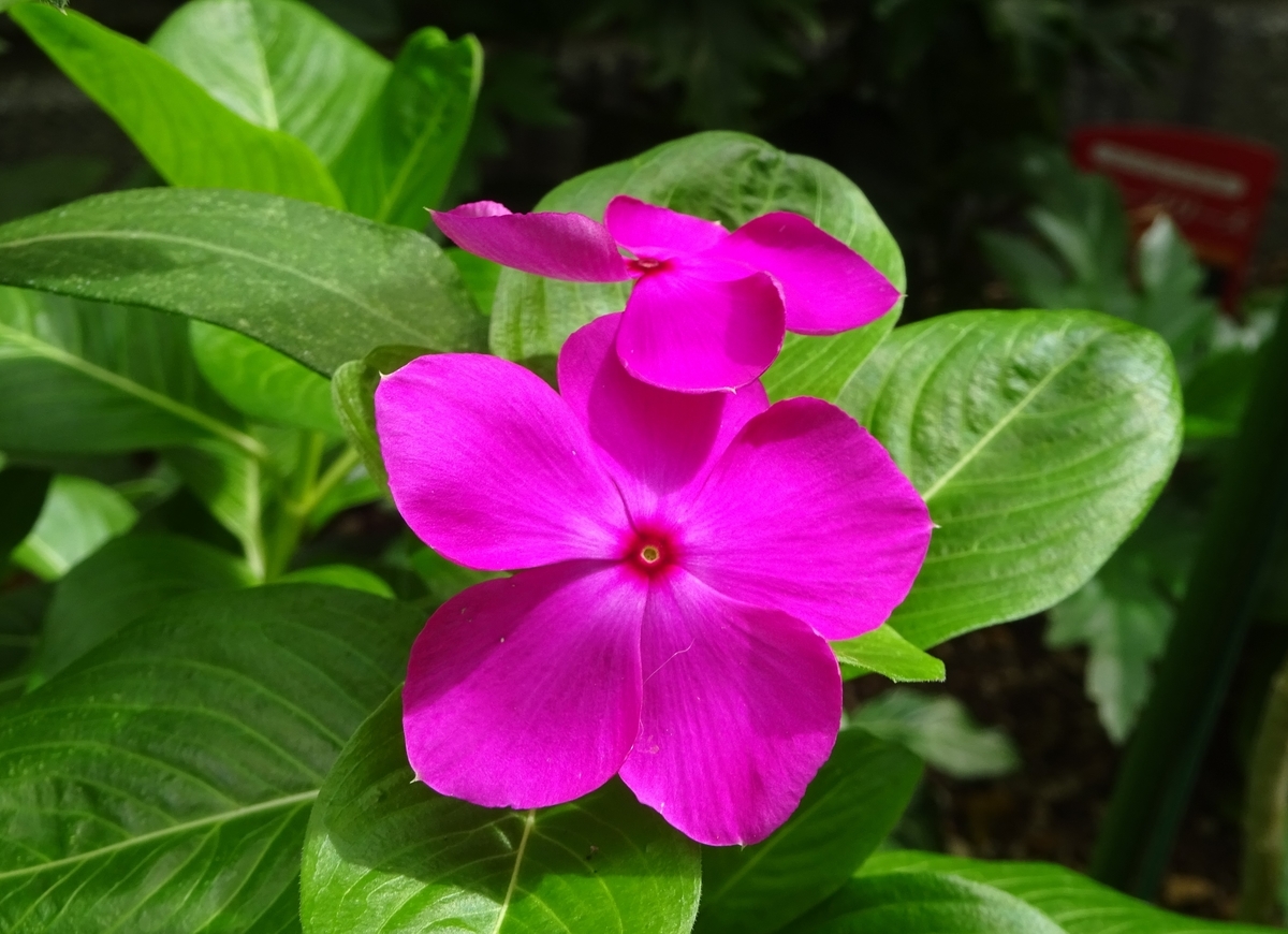 f:id:dancingbrave1986:20140717194510j:plain