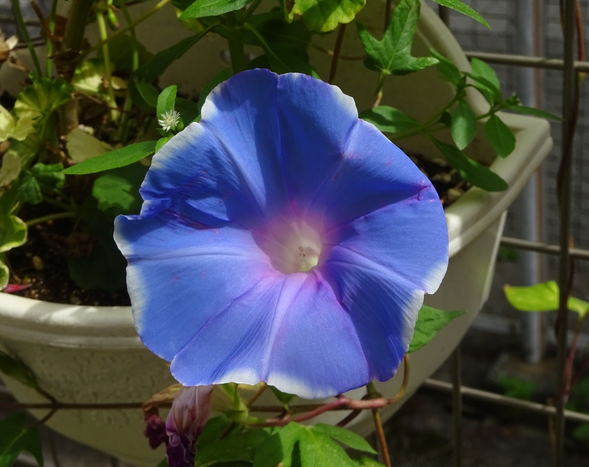 f:id:dancingbrave1986:20140717194606j:plain