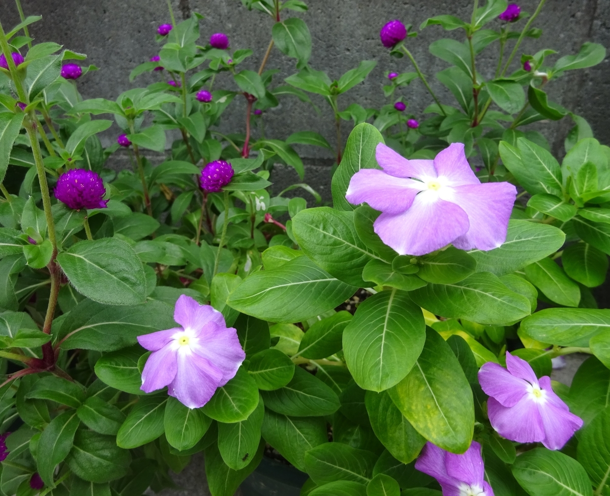 f:id:dancingbrave1986:20140722201925j:plain