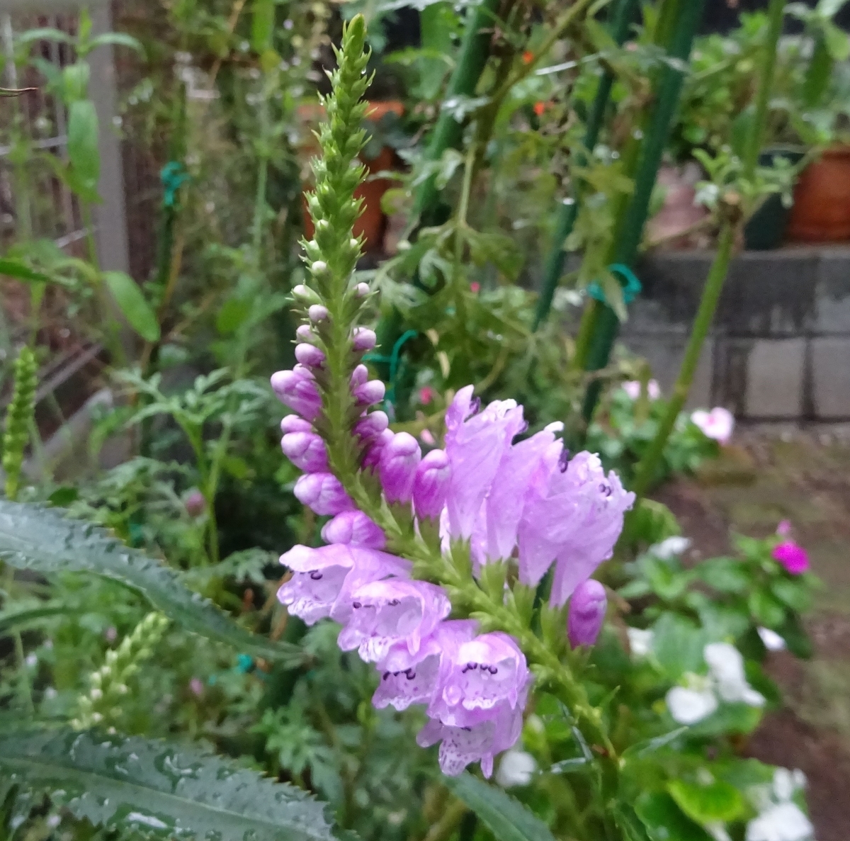f:id:dancingbrave1986:20140723011414j:plain