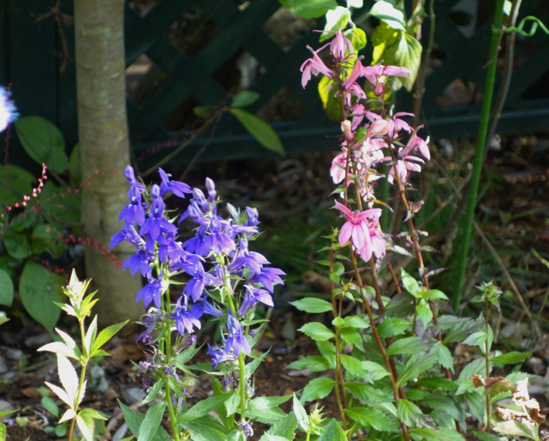 f:id:dancingbrave1986:20140925151943j:image