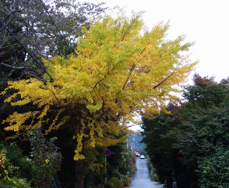 f:id:dancingbrave1986:20141111163235j:image