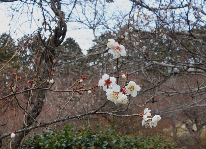 f:id:dancingbrave1986:20150225134155j:image