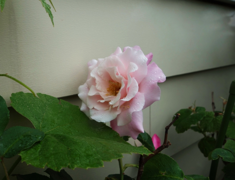 f:id:dancingbrave1986:20150504105522j:image