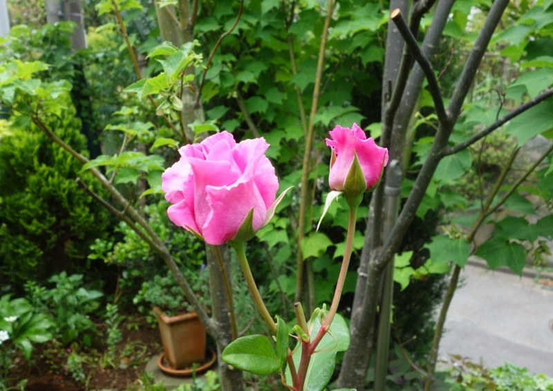 f:id:dancingbrave1986:20150523104912j:image