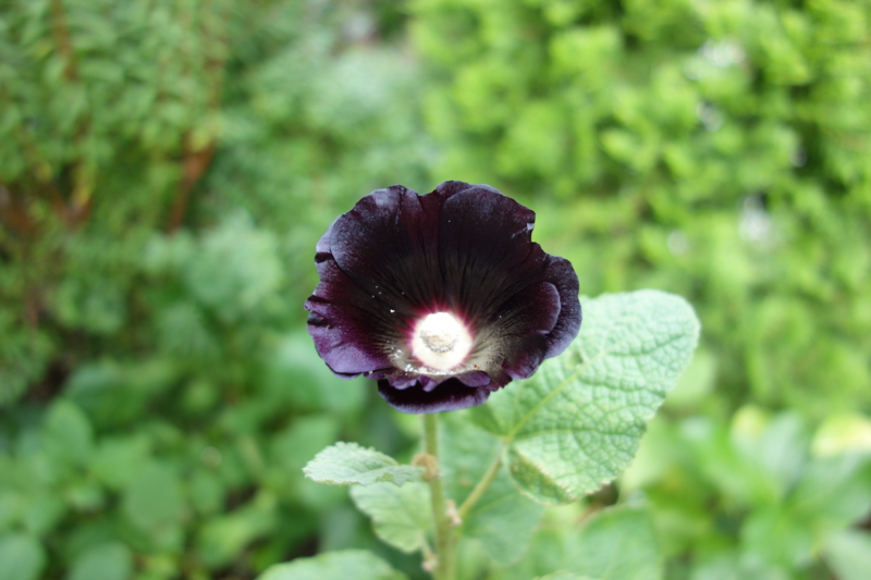 f:id:dancingbrave1986:20150724155730j:image f:id:dancingbrave1986:20150724155730j:image