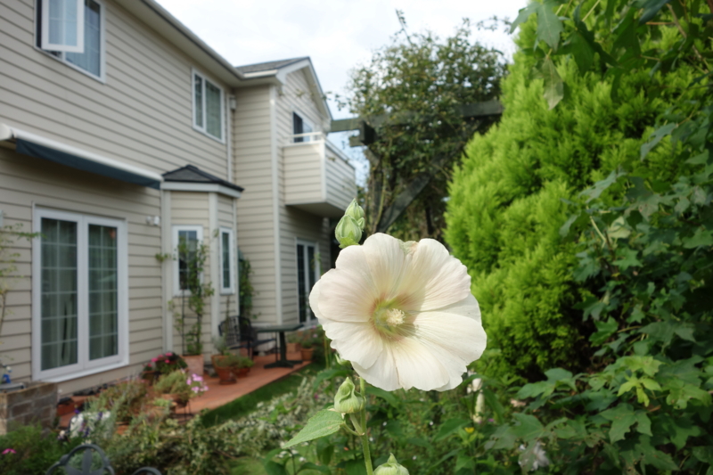 f:id:dancingbrave1986:20150724160348j:image f:id:dancingbrave1986:20150724160348j:image