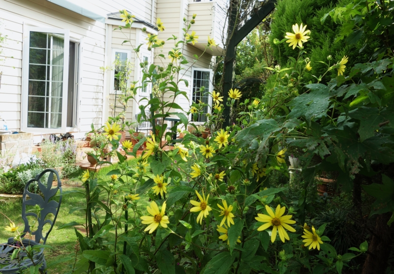 f:id:dancingbrave1986:20150819085302j:image f:id:dancingbrave1986:20150819085302j:image