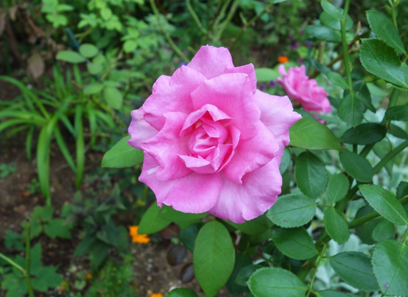 f:id:dancingbrave1986:20150829110103j:image