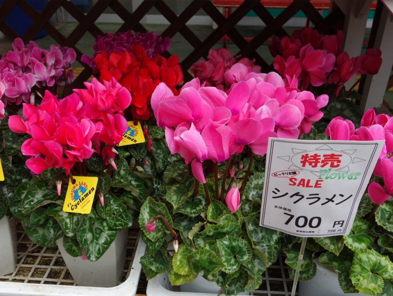 f:id:dancingbrave1986:20151203132419j:image