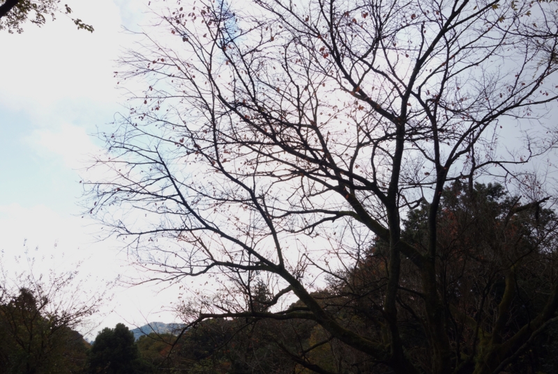 f:id:dancingbrave1986:20151203145648j:image