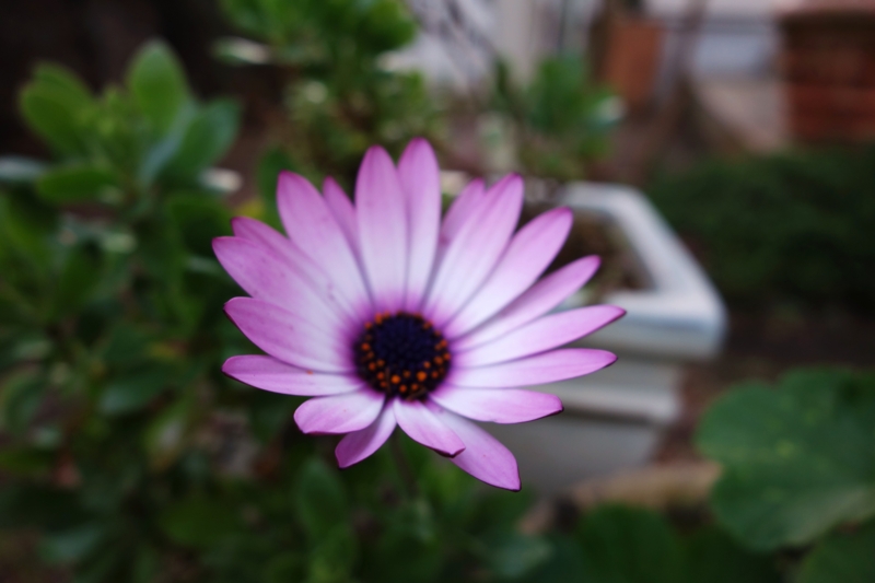 f:id:dancingbrave1986:20151225140330j:image
