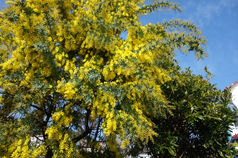 f:id:dancingbrave1986:20160228092743j:image