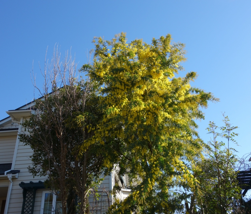 f:id:dancingbrave1986:20160301093204j:image