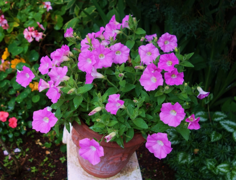 f:id:dancingbrave1986:20160609162359j:image f:id:dancingbrave1986:20160609162359j:image