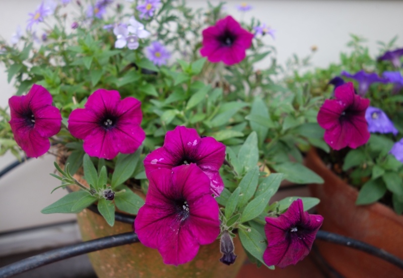 f:id:dancingbrave1986:20160609162549j:image f:id:dancingbrave1986:20160609162549j:image