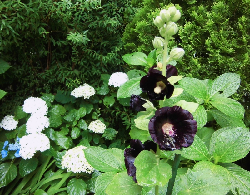 f:id:dancingbrave1986:20160619164611j:image