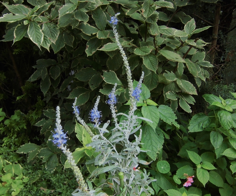 f:id:dancingbrave1986:20160828144413j:image f:id:dancingbrave1986:20160828144413j:image