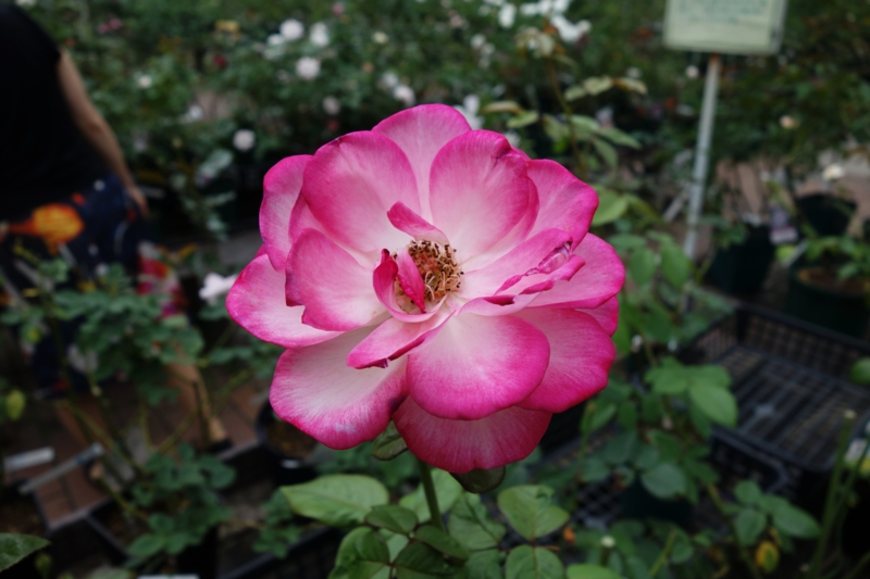 f:id:dancingbrave1986:20160928141330j:image f:id:dancingbrave1986:20160928141330j:image