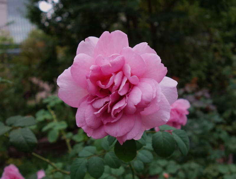 f:id:dancingbrave1986:20160928141502j:image f:id:dancingbrave1986:20160928141502j:image