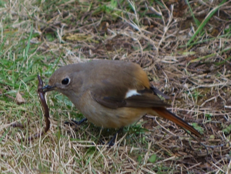 f:id:dancingbrave1986:20170108105502j:image f:id:dancingbrave1986:20170108105502j:image