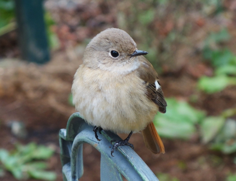 f:id:dancingbrave1986:20170108105746j:image f:id:dancingbrave1986:20170108105746j:image